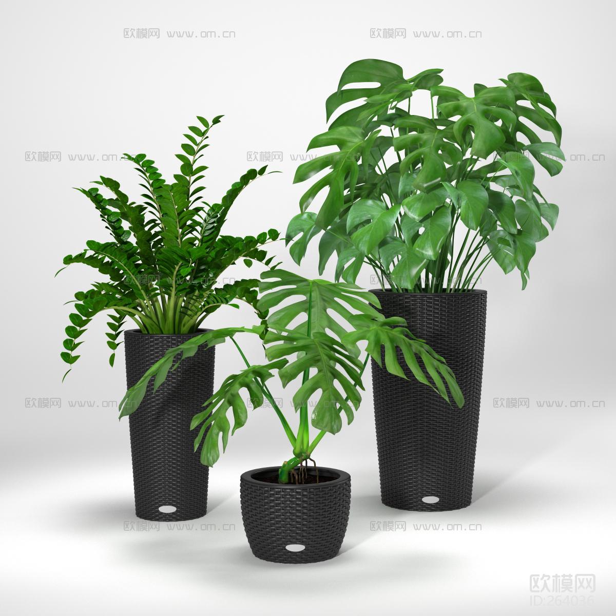 Potted Tropical Plants 3d Model Free